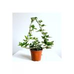Hedera Helix Sarmaşık Bitkisi Fidanı 10-20 Cm