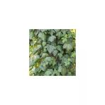 Hedera Helix Yeşil Duvar Sarmaşığı Fidanı 10-20 Cm