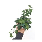 Hedera Helix Yeşil Yapraklı Sarmaşık Fidanı 10-20 Cm