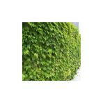 Hedere Petram Green Kaya Sarmaşığı Fidanı 10-20 Cm