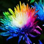 HEDİYELİ - Hollanda'dan İTHAL - RAINBOW KASIMPATI (Chrysanthemum ) Çiçeği Tohumu ( 25 Tohum)