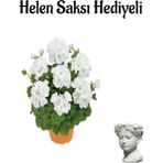 Hediyelik Açık Beyaz Sardunya Çiçeği Sevgililer Gününe Özel Helen Saksı Hediyeli