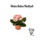 Hediyelik Açık Pembe Kalanşo(Kalanchoe) Çiçeği Öğretmenler Gününe Özel Helen Saksı Hediyeli
