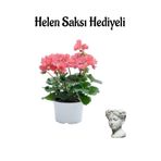 Hediyelik Açık Pembe Sardunya Çiçeği Sevgililer Gününe Özel Helen Saksı Hediyeli
