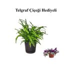 Hediyelik Aşk Merdiveni Çiçeği Sevgililer Gününe Özel Telgraf Hediyeli, BTS001NU020240
