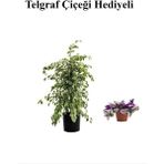 Hediyelik Beyaz Alacalı Benjamin Bitkisi Kadınlar Gününe Özel Sarı Milli Kaktüs Hediyeli