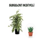 Hediyelik Beyaz Alacalı Benjamin Bitkisi Sevgililer Gününe Özel Sukulent Hediyeli, SRD30012025BYB435