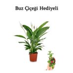 Hediyelik Beyaz Barış Çiçeği Sevgililer Gününe Özel Buz Çiçeği Hediyeli, SRD30012025BYB357