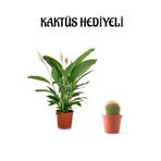 Hediyelik Beyaz Barış Çiçeği Sevgililer Gününe Özel Kaktüs Hediyeli, BTS001NA2940