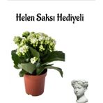 Hediyelik Beyaz Renk Kalanşo(Kalanchoe) Çiçeği Sevgililer Gününe Özel Helen Saksı Hediyeli