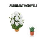 Hediyelik Beyaz Sardunya Çiçeği Sevgililer Gününe Özel Sukulent Hediyeli