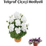 Hediyelik Beyaz Sardunya Çiçeği Sevgililer Gününe Özel Telgraf Hediyeli