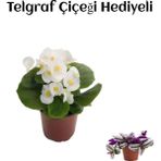 Hediyelik Beyaz Şeker Begonya Çiçeği Kadınlar Gününe Özel Telgraf Hediyeli