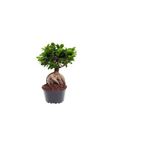Hediyelik Bonsai Bitkisi Sevgililer Gününe Özel Sukulent Hediyeli, BTS001NA2816