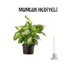 Hediyelik Difenbahya Çiçeği Sevgililer Gününe Özel Mumluk Hediyeli Çiçek