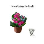 Hediyelik Kırmızı Renk Kalanşo(Kalanchoe) Çiçeği Sevgililer Gününe Özel Helen Saksı Hediyeli, BTS001NA2031