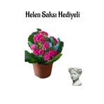 Hediyelik Kırmızı Renk Kalanşo(Kalanchoe) Çiçeği Sevgililer Gününe Özel Helen Saksı Hediyeli, SRD30012025BYB760