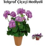 Hediyelik Mor Renk Sardunya Fidanı Sevgililer Gününe Özel Telgraf Hediyeli