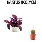 Hediyelik Mor Telgraf- Kara Sevda Çiçeği Sevgililer Gününe Özel Kaktüs Hediyeli