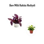 Hediyelik Mor Telgraf- Kara Sevda Çiçeği Sevgililer Gününe Özel Sarı Milii Hediyeli, BTS001NA0121