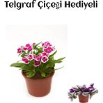Hediyelik Pembe Renk Çin Karanfili Çiçeği Sevgililer Gününe Özel Telgraf Hediyeli