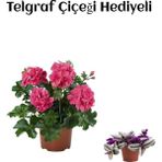 Hediyelik Pembe Sakız Sardunya Çiçeği Fidanı Sevgililer Gününe Özel Telgraf Hediyeli