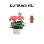 Hediyelik Toz Pembe Sardunya Çiçeği Sevgililer Gününe Özel Kaktüs Hediyeli, BTS001NA2981