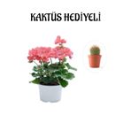 Hediyelik Toz Pembe Sardunya Çiçeği Sevgililer Gününe Özel Kaktüs Hediyeli, SRD30012025BYB829