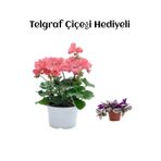 Hediyelik Toz Pembe Sardunya Çiçeği Sevgililer Gününe Özel Telgraf Hediyeli, SRD30012025BYB681