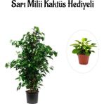 Hediyelik Yeşil Renk Benjamin Bitkisi Kadınlar Gününe Özel Sarı Milli Kaktüs Hediyeli