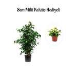 Hediyelik Yeşil Renk Benjamin Bitkisi Sevgililer Gününe Özel Sarı Milli Kaktüs Hediyeli