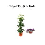 Hediyelik Yeşil Şeflera Bitkisi Sevgililer Gününe Özel Telgraf Hediyeli, SRD30012025BYB349