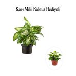 Hediyelik Zarif Yapraklı Difenbahya Bitkisi Sevgililer Gününe Özel Sarı Milli Kaktüs Hediyeli, BTS001NA0130