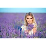 Heliotrope Moru Lavanta Fidanı 5 Adet 10-20 Cm İntermedia