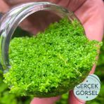 Hemianthus Callitrichoides Cuba In Vitro 200cc Canlı Bitki