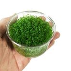 Hemianthus Callitrichoides 'cuba' In Vitro Cup 200cc Canlı Bitki