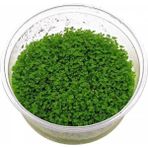 Hemianthus Callitrichoides Cuba In Vitro