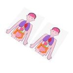 HEMOTON 2 Takım Çocukların insan vücudu öğretim yardımcıları organ oyuncak oyuncaklar için yürümeye başlayan çocuk mankenler modeller bilişsel oyuncak DIY organları modeli bulmaca kumaş