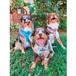 Her Yavru için Ayarlanabilir Köpek Koşum Takımı - Kind'Ice Paw Koleksiyonu (La Vie en Rose, XS)