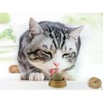 Herşeytrend Kedi Nanesi (Catnip) Oyun Topu