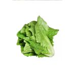 Herşeytrend Yedikule Marul Tohumu 10 Gr