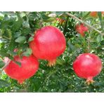 Hicaz Nar Fidanı 2 Yaş \ Tüplü 50-80 Cm