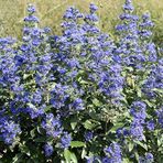 Hidcote Blue Lavanta Tohumu (100 tohum)