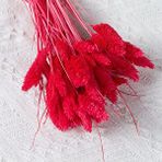Hidden Botanics Irmızı Kuş Otu (phalaris) Kuru Çiçek, Kırmızı
