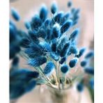 Hidden Botanics Kuru Çiçek Mavi Pamuk Otu