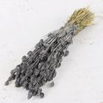 Hidden Botanics Kuru Çiçek Palaris Kuş Otu Gri Renk