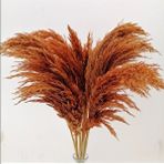 Hidden Botanics Kuru Çiçek Pampas Turuncu