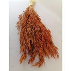 Hidden Botanics Kuru Çiçek Yulaf Otu Demeti Turuncu