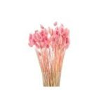 Hidden Botanics Pembe Kuş Otu (phalaris) Kuru Çiçek