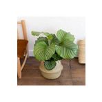Hilal Garden Calathea Orbifolia Dua Çiçeği